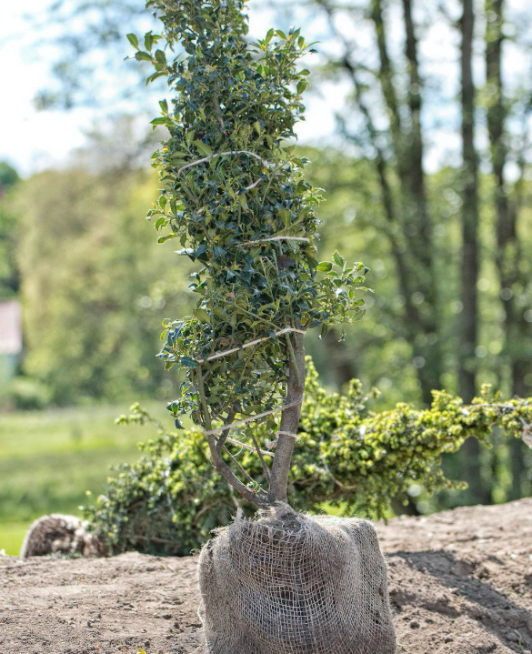 Begrünung mit Konzept: Heckenpflanze