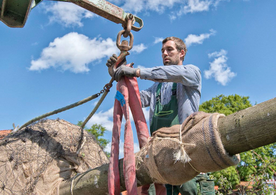 Pflanzarbeiten: Baum pflanzen in einem Privatgarten