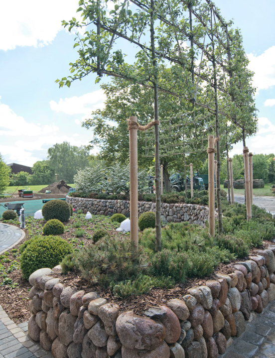 Baumformen und Formbäume als außergewöhnliche Gartendeko und Begrünung